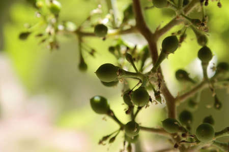 Grapes Growing on Vineの写真素材