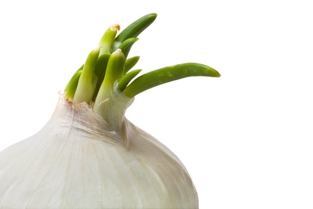 Single white onion closeup isolated on white backgroundの写真素材