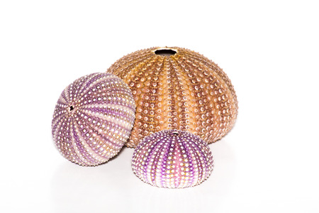 Sea urchins on white background