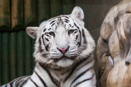 White tiger with blue eyes relaxing in zoo