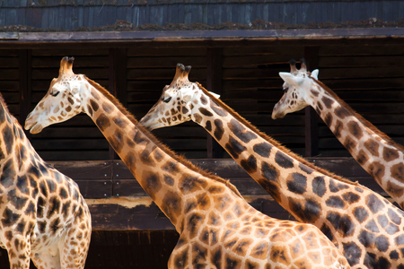 Detail of three giraffes in the zooの写真素材