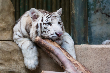 Relaxing old white tiger in the zooの写真素材