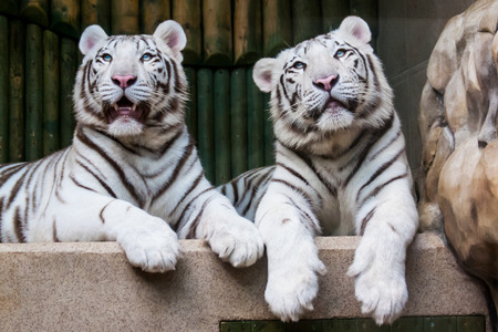 Two laying white tigers with nice blue eyesの写真素材