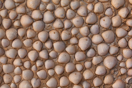 Background of wall made from sea shellsの写真素材