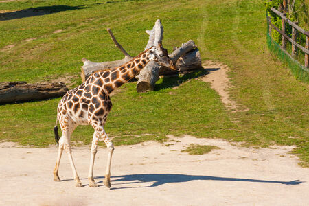 Alone young giraffe walking in the zooの写真素材