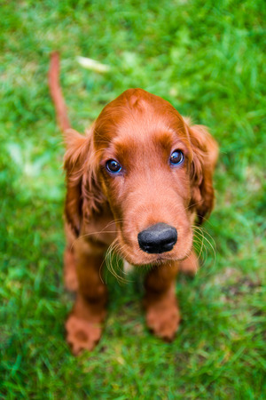 Obedient puppy of irish setter with innocent look
