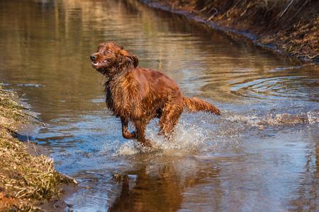 Running irish setter through water with very happy and funnyの写真素材