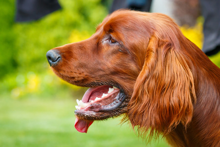 Obedient nice irish setter with staring lookの写真素材