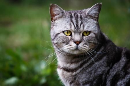 Home cat with nice green eyes at the garden