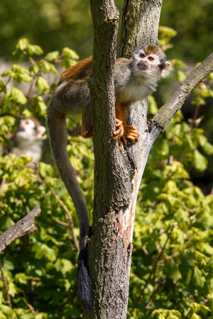 Small monkey Ateles Geoffroyi climb on tree