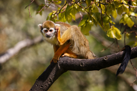 Small monkey Ateles Geoffroyi is drunk behind his ear