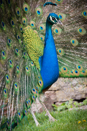 Majestic peacock walking in garden with nice featherの写真素材