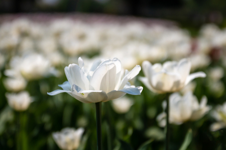 Bloomed white tulip in gardens with blur backgroundの写真素材