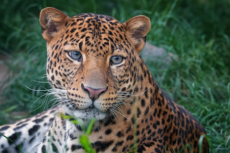 Javan leopard with nice look in the forestの写真素材