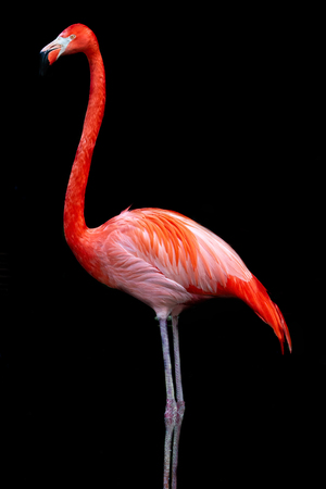 Red flamingo standing on black backgroundの写真素材