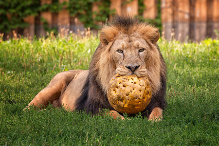 Cute lion playing with big ballの写真素材