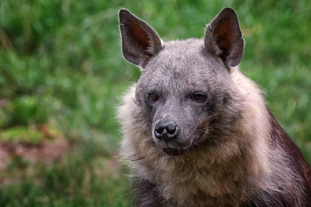 Detail of hyena head on green backgroundの写真素材