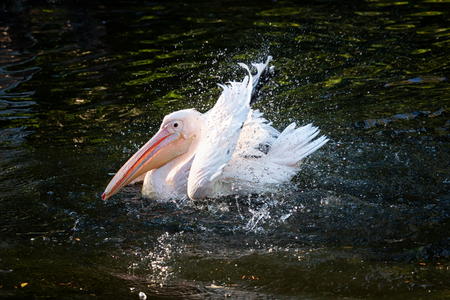 Pelican during washing with thousands of dropsの写真素材