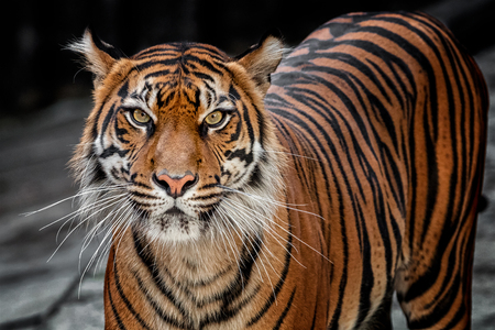 Tiger sumatran looking directly on spoilの写真素材