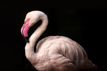 Pink flamingo during sunset light on black backgroundの写真素材