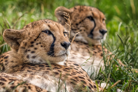 Detail of two cheetahs looking same directionの写真素材