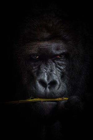 Black background portrait of the big leader of gorilla groupの写真素材