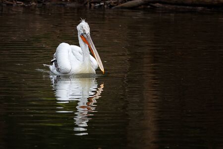 Alone floating pelican with nice reflection on waterの写真素材