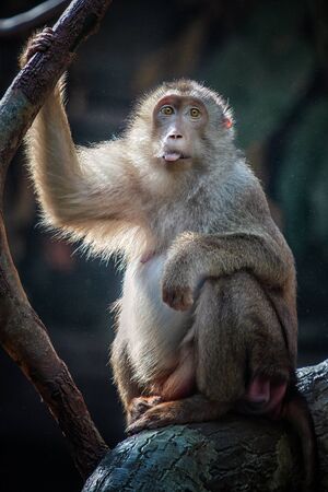 Small macaque on the tree shows his tongue