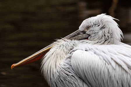 Close up with the white big pelicanの写真素材