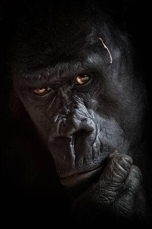 Black background portrait of the big leader of gorilla group
