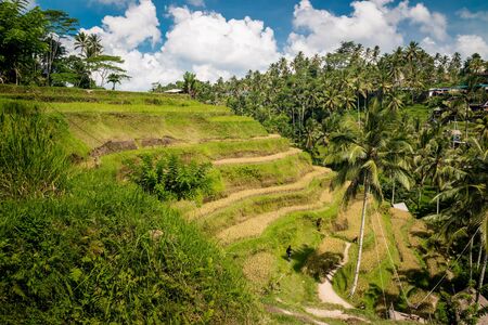 View of Tegallalang Rice Terraces on Bali Island in Indonesiaの写真素材