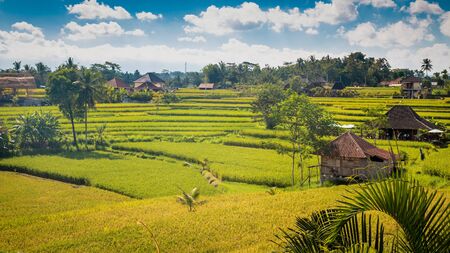 Bali typical rice fields near Campuhan ridge walk at Ubud.の写真素材