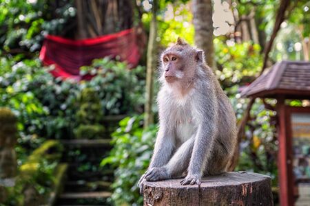 Young macaque sittng on trees in the forest
の写真素材