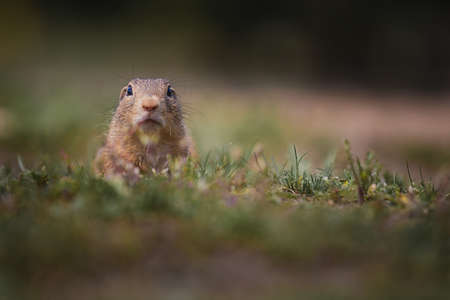 Small and funny ground squirrel on a meadow among flowers.