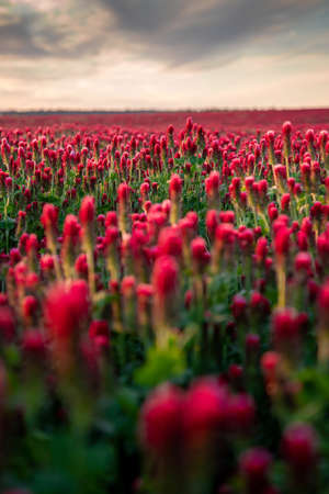 Sunset over the pinky blooming clover on the meadow