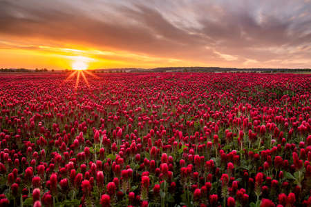 Sunset over the pinky blooming clover on the meadowの写真素材