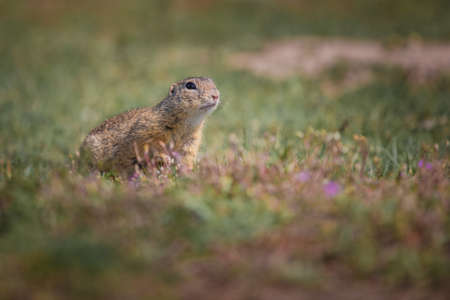 Small and funny ground squirrel on a meadow among flowers.