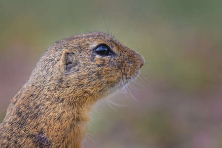 Small and funny ground squirrel on a meadow among flowers.
