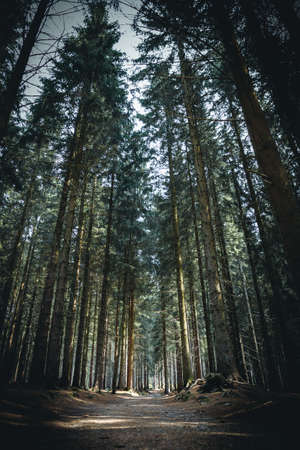 High trees around path in czech mountain forest.の写真素材