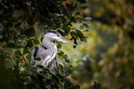 Beautiful heron sitting in the tree and watching aroundの写真素材