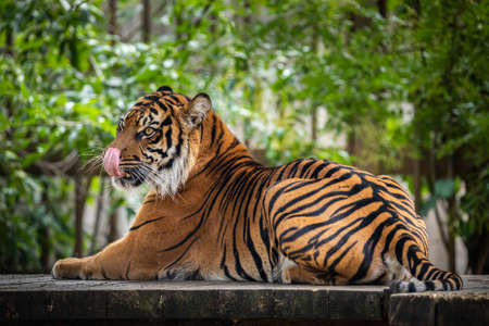 Relaxing tiger monitoring surroundings for spoil to be catchの写真素材