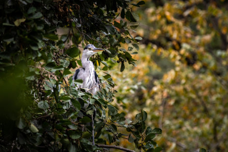 Beautiful heron sitting in the tree and watching aroundの写真素材