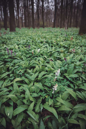 Allium ursinum known es wild garlic, ramsons, buckrams, broad-leaved garlic, wood garlic, bear leek...