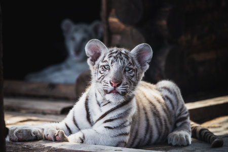 Cute kitten of very unique white tiger