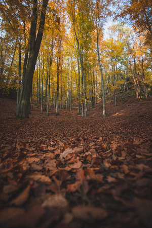 Autumn in forest of Kokorinsko area in Central Bohemiaの写真素材