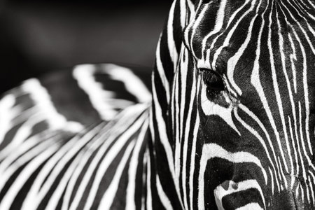 Zebra, a black-and-white striped African mammal renowned for its distinctive appearance and graceful...