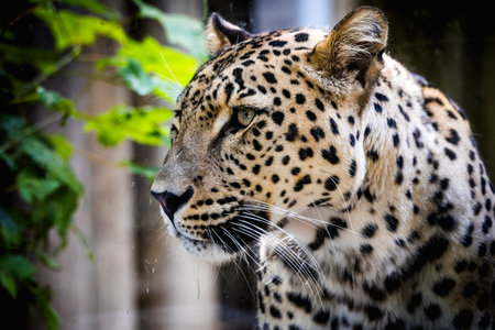 Persian leopard (Panthera pardus saxicolor), a majestic and critically endangered big cat species native to Iran.の写真素材