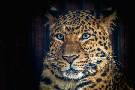 Chinese leopard (Panthera pardus orientalis), a rare and elusive big cat species native to China.の写真素材