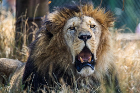 Lion (Panthera leo), a majestic and iconic big cat species native to Africa and Asia.の写真素材