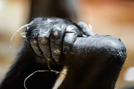 Gorilla holding his foot. The gorilla, a magnificent and gentle giant, is sitting in a relaxed pose, its powerful frame belying its gentle nature.の写真素材